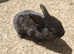Mini rex babies