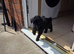 Minature F1B toy poochon