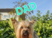 Yorkshire terrier Kc Registered