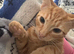 Kittens for rehome
