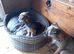 Border x Jack Russell Terrier
