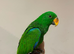 Tame Baby Handreared Male Eclectus Parrot