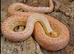 Male Albino Golpher Snake with viv
