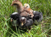 Week old hybrid chicks
