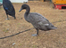 Indian runner ducks Free