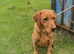 Labrador 4 years old