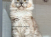 TICA registered Maine coon kittens READY NOW