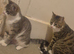 Kittens for sale