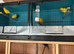 Various British birds for sale