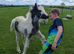 Mini cob filly foal