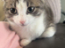 Make kitten needing a new home asap
