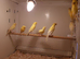 Canaries