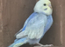 Beautiful baby budgies