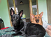 German Shepherd puppies