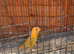 Baby peach face love bird