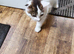 Milo Mixed Breed need rehoming