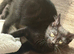 Stunning kittens one male one female