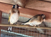 Goldfinch