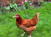 5 Brown Laying Hens for Sale