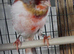 Hen Harle canary