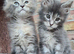 Pedigree tica mainecoon kitties