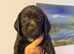 Beautiful sprointer pups