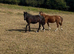 5 handsome colts for sale