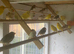 Zebra finches