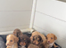 7 stunning cocker Spaniels