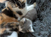 Striking Blue and White male kitten RE AVAILABLE Ready to Leave