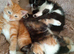 Beautiful kittens available now