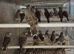 Finches to parrots