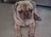 KC slilac pug stud