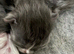 Ragdoll kittens (mink) born 10/7/26