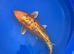 Armour scale ogon koi 50cm