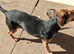 Jackshund