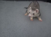 Beautiful 11-Week-Old Ferret Kits (One Silver, One Brown)