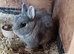 Netherland dwarf rabbits