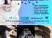Pet Pregnancy Ultrasound Scanner