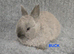 Cute Netherland Dwarf Babies READY NOW