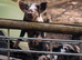 Male & female Kune Kune pigs available