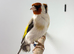 Siberian goldfinch