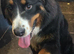 Stunning female Bernese for new home