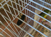 Bonded Breeding pair conure
