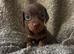 Miniature Dachshund