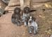 Wirehaired short haired pointer cross