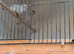Young albino and pied Javas for sale