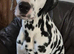 KC Dalmatian for Stud
