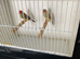 Star finches