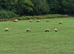 Suffolk weather lambs.